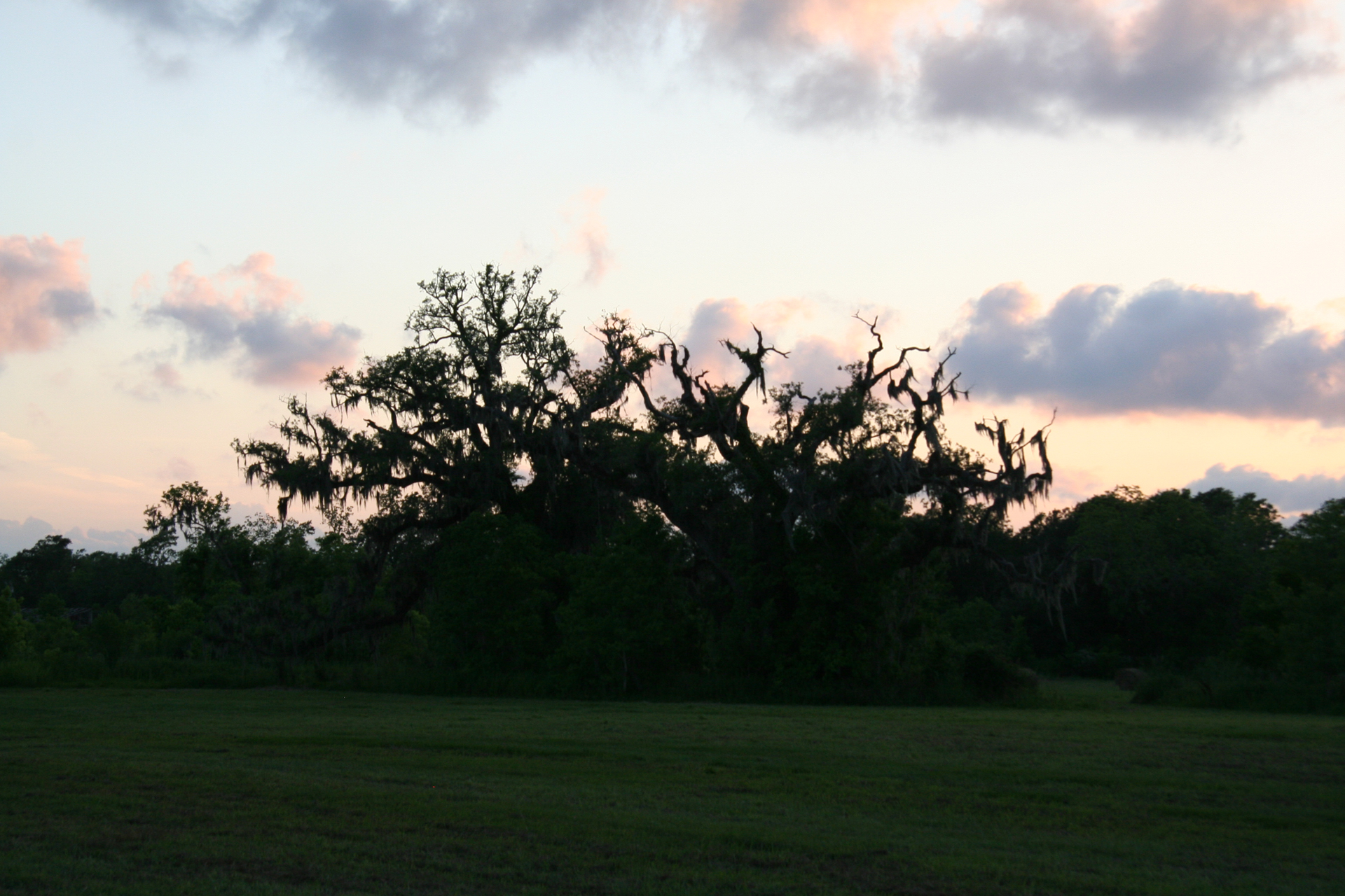Virginia-Eiche im Abendlicht/Southern Live Oak at sunset